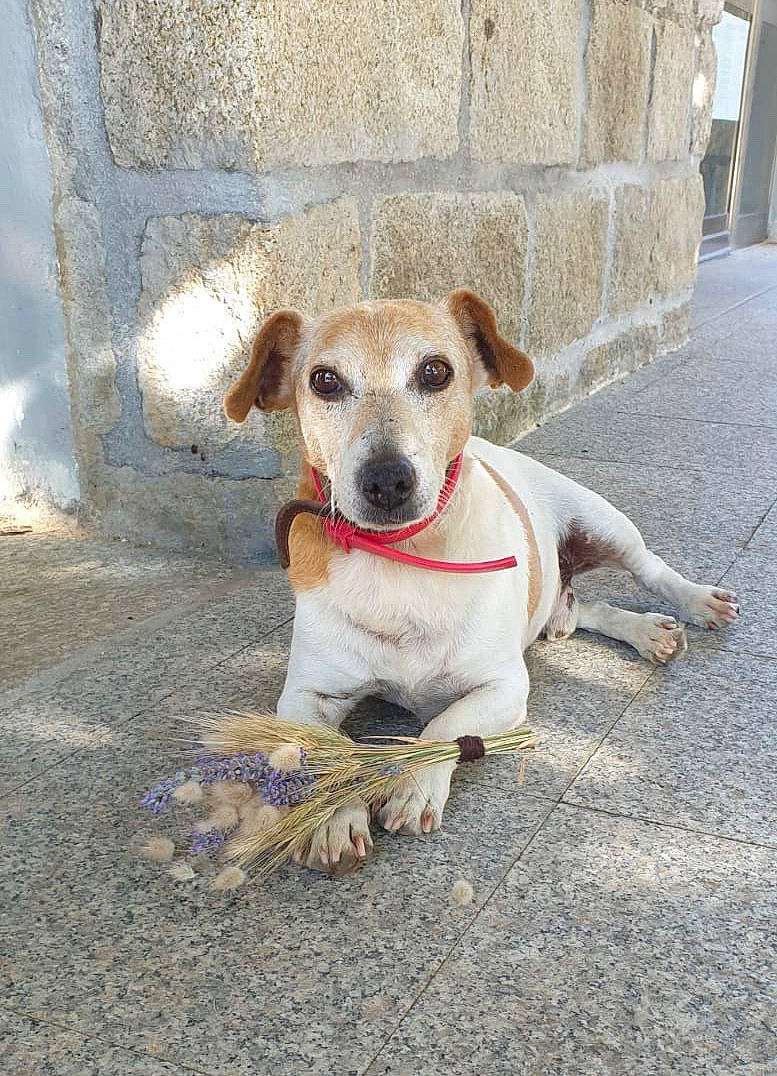 Fino a rejoint le concours — aidez-le/la à gagner de superbes lots ! aspin, canidae, carnivore, companion_dog, dog, dog_breed, fawn, feist, mammal, potcake_dog, rare_breed_dog, snout, street_dog, vertebrate