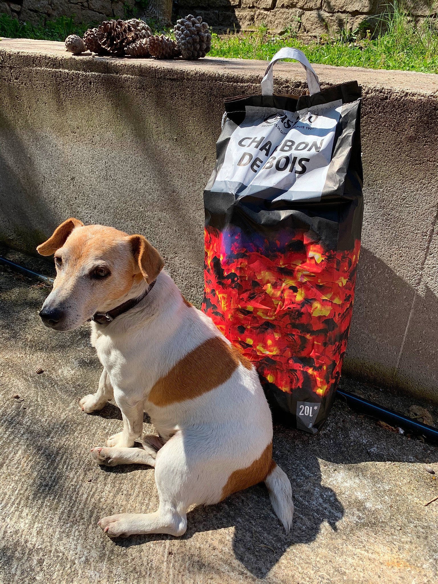 Fino a rejoint le concours — aidez-le/la à gagner de superbes lots ! canidae, carnivore, companion_dog, dog, dog_breed, fox_terrier, jack_russell_terrier, russell_terrier, smooth_fox_terrier, street_dog