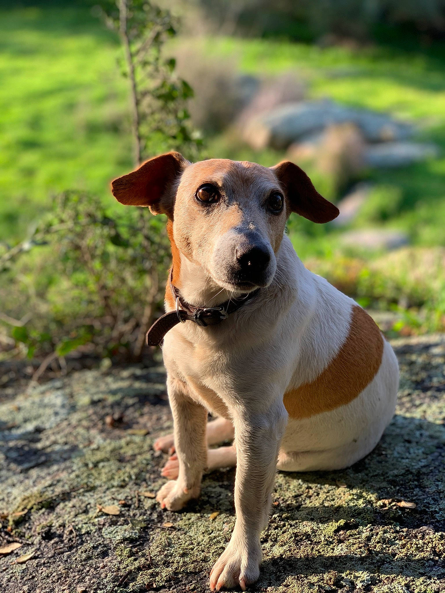 Fino participe au concours pour gagner de l'argent avec cette photo : canidae, carnivore, companion_dog, danish_swedish_farmdog, dog, dog_breed, fawn, feist, fox_terrier, jack_russell_terrier, mammal, potcake_dog, rare_breed_dog, russell_terrier, smooth_fox_terrier, snout, sporting_group, treeing_feist, vertebrate, whiskers