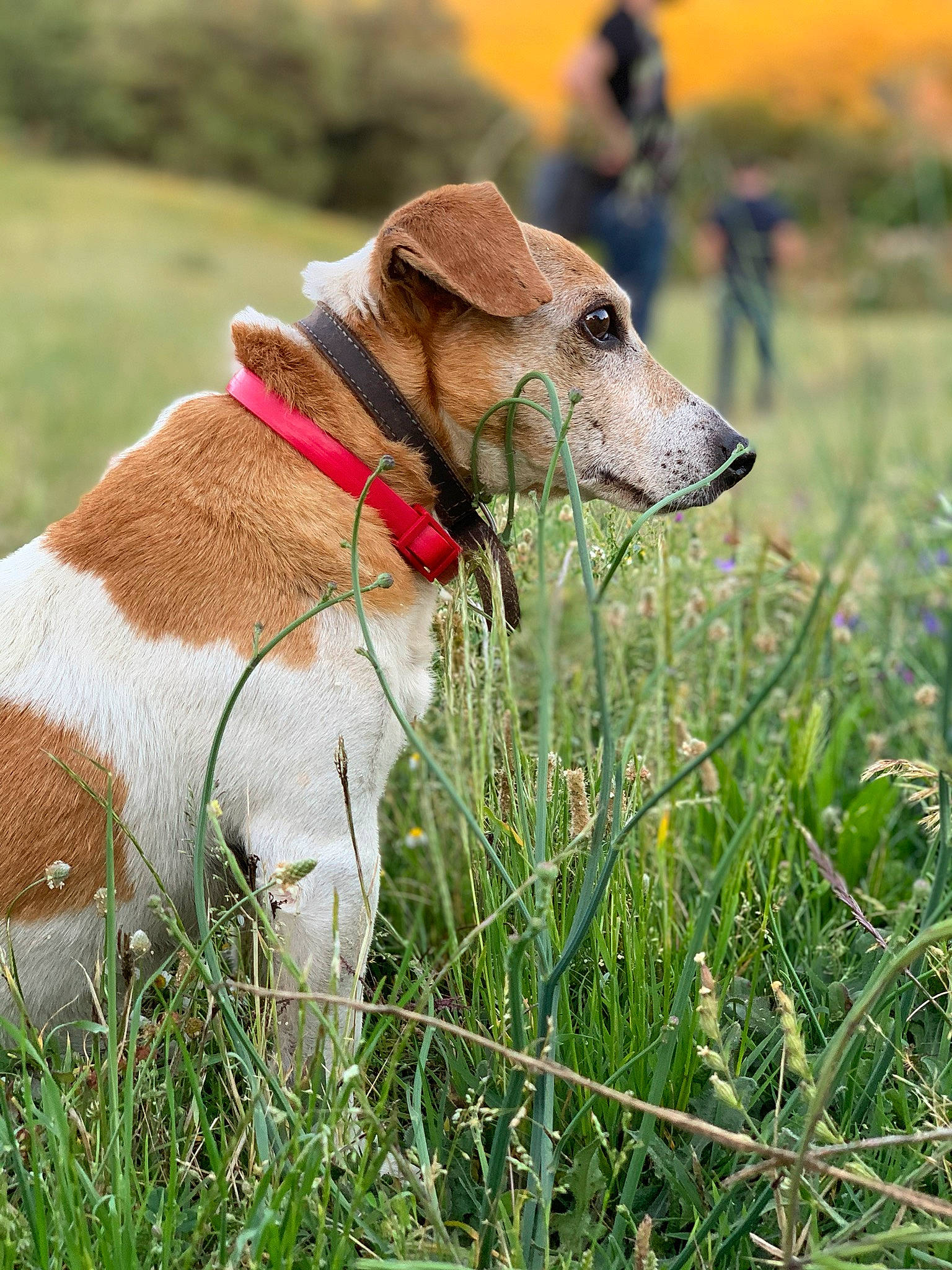 Fino participe au concours pour gagner de l'argent avec cette photo : canidae, carnivore, companion_dog, dog, dog_breed, dog_collar, fawn, fox_terrier, grass, harrier, hortaya_borzaya, hunting_dog, magyar_agar, mammal, plant, potcake_dog, russell_terrier, smooth_fox_terrier, snout, vertebrate