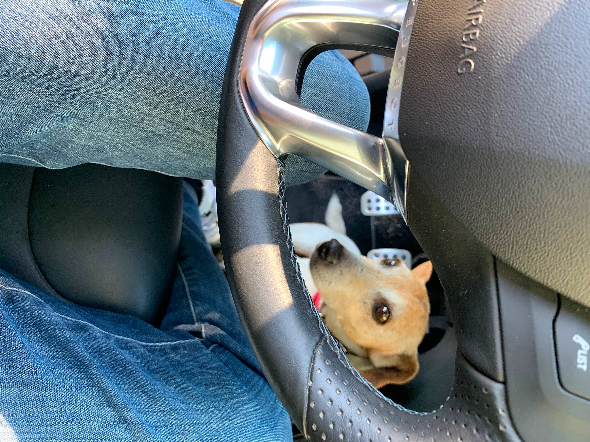 Fino a rejoint le concours — aidez-le/la à gagner de superbes lots ! auto_part, car, car_seat, car_seat_cover, seat_belt, vehicle, vehicle_door