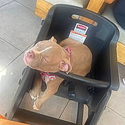 Zara Nicole joined the competition — help win amazing prizes! puppy, dog, sleeping, high_chair, pink_nose, black_plastic, indoor, tile_floor, wooden_furniture, pet, cute, relaxed, collar, resting, animal, young_dog, adorable, domestic, snug, cozy