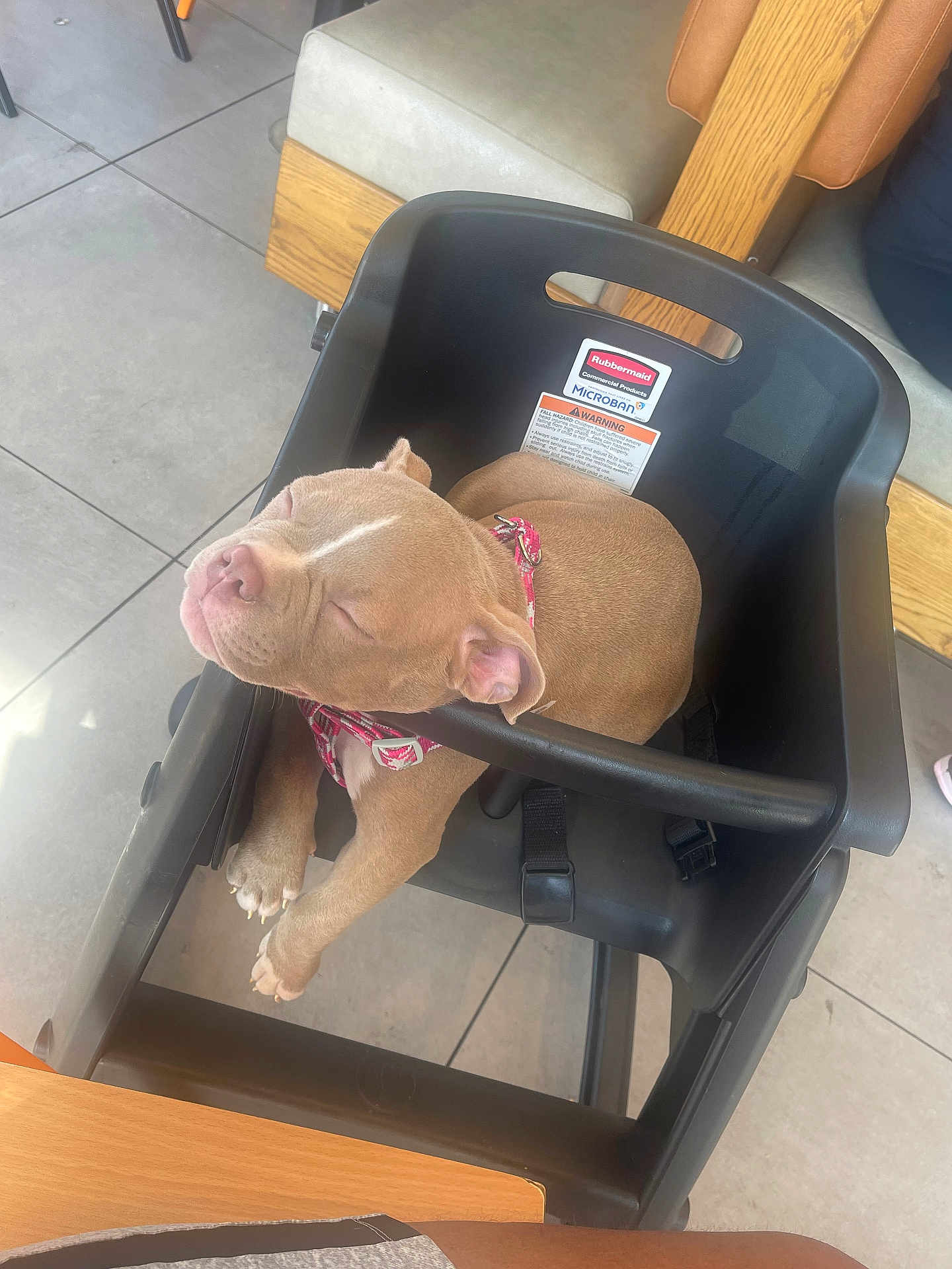 Zara Nicole joined the competition — help win amazing prizes! puppy, dog, sleeping, high_chair, pink_nose, black_plastic, indoor, tile_floor, wooden_furniture, pet, cute, relaxed, collar, resting, animal, young_dog, adorable, domestic, snug, cozy