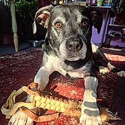 Dexter Morgan joined the competition — help win amazing prizes! dog, pet, indoor, carpet, toy, paws, amber_eyes, sunlight, plants, mirror, furniture, shelf, cozy, home, animal, closeup, relaxed, black_and_white, brown, living_room