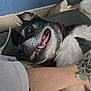 Dexter Morgan is registered to the contest to win money with this photo: dog, pet, smiling, lying_down, black_and_white, collar, tattoo, arm, indoor, couch, wall, close_up, playful, teeth, resting, animal, fur, human, skin, relaxing