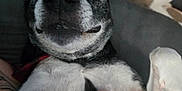 Dexter Morgan is registered to the contest to win money with this photo: dog, pet, tattoo, hand, indoor, black_and_white, close_up, lying_down, canine, paw, furry, animal, friendly, domestic, companion, face, ears, human_hand, rings, relaxed