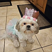 Lola Spicer joined the competition — help win amazing prizes! dog, pet, crown, costume, tutu, dress, indoor, kitchen, tile_floor, cute, small_dog, shih_tzu, fluffy, adorable, portrait, animal, pink, white, decorative, sitting