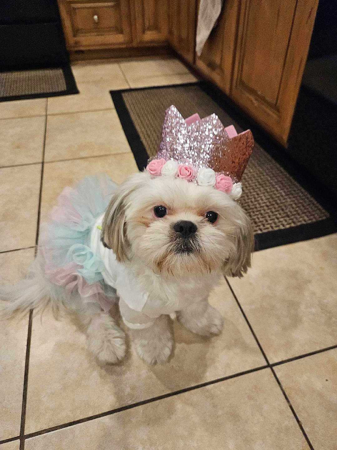 Lola Spicer joined the competition — help win amazing prizes! dog, pet, crown, costume, tutu, dress, indoor, kitchen, tile_floor, cute, small_dog, shih_tzu, fluffy, adorable, portrait, animal, pink, white, decorative, sitting