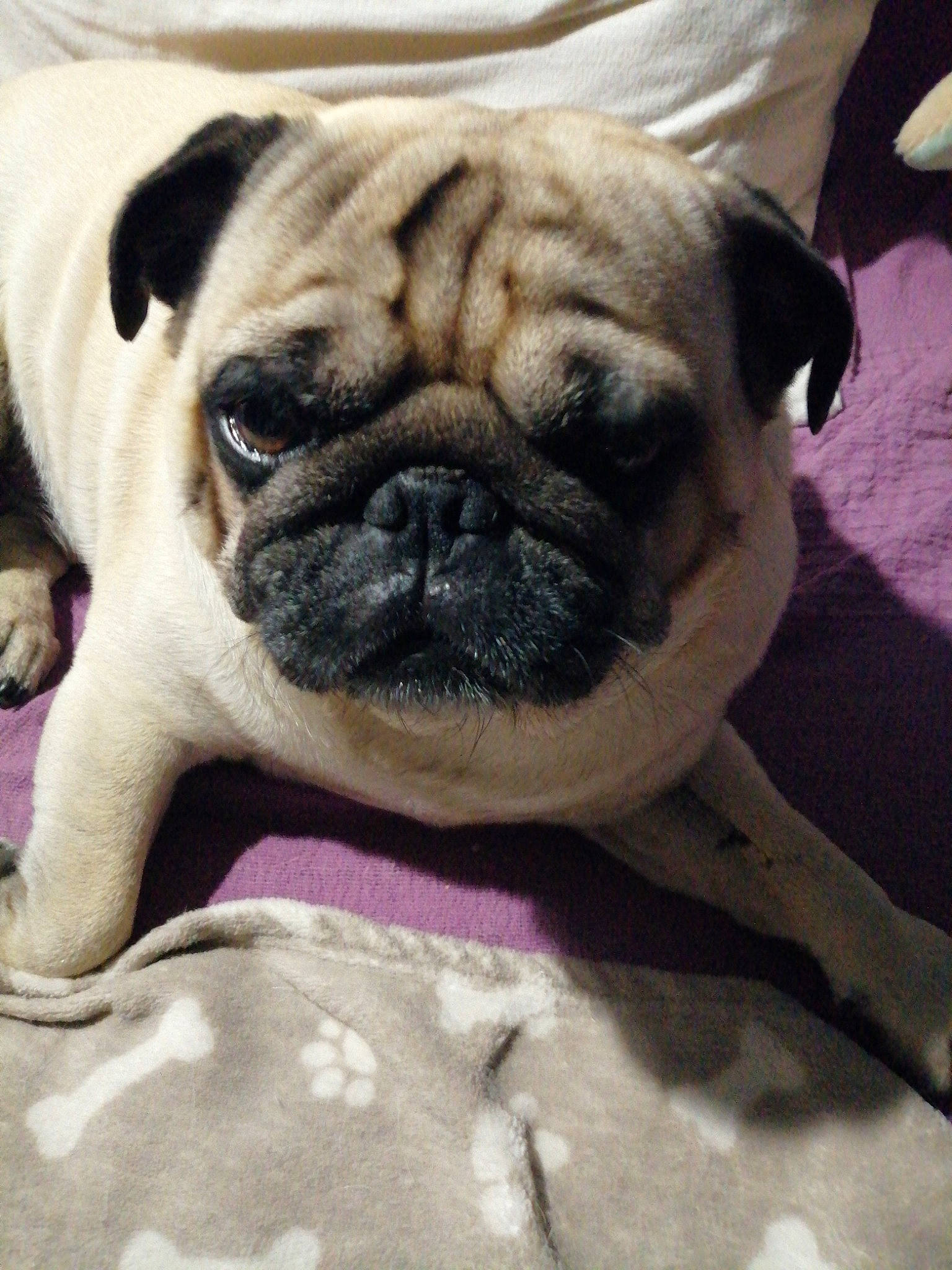 Orky a rejoint le concours — aidez-le/la à gagner de superbes lots ! bored, bulldog, canidae, carnivore, companion_dog, dog, dog_breed, dog_collar, fawn, fur, molosser, pug, puppy_love, snout, sporting_group, terrestrial_animal, toy_dog, whiskers, working_animal, wrinkle