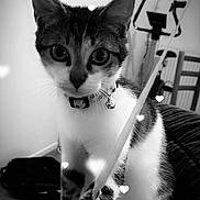 Shannell a rejoint le concours — aidez-le/la à gagner de superbes lots ! black_and_white, cat, chair, close_up, collar, couch, curious, domestic_animal, exercise_bike, feline, floor, heart_overlay, home, indoor, indoor_lighting, pet, playful, string, toy, whiskers