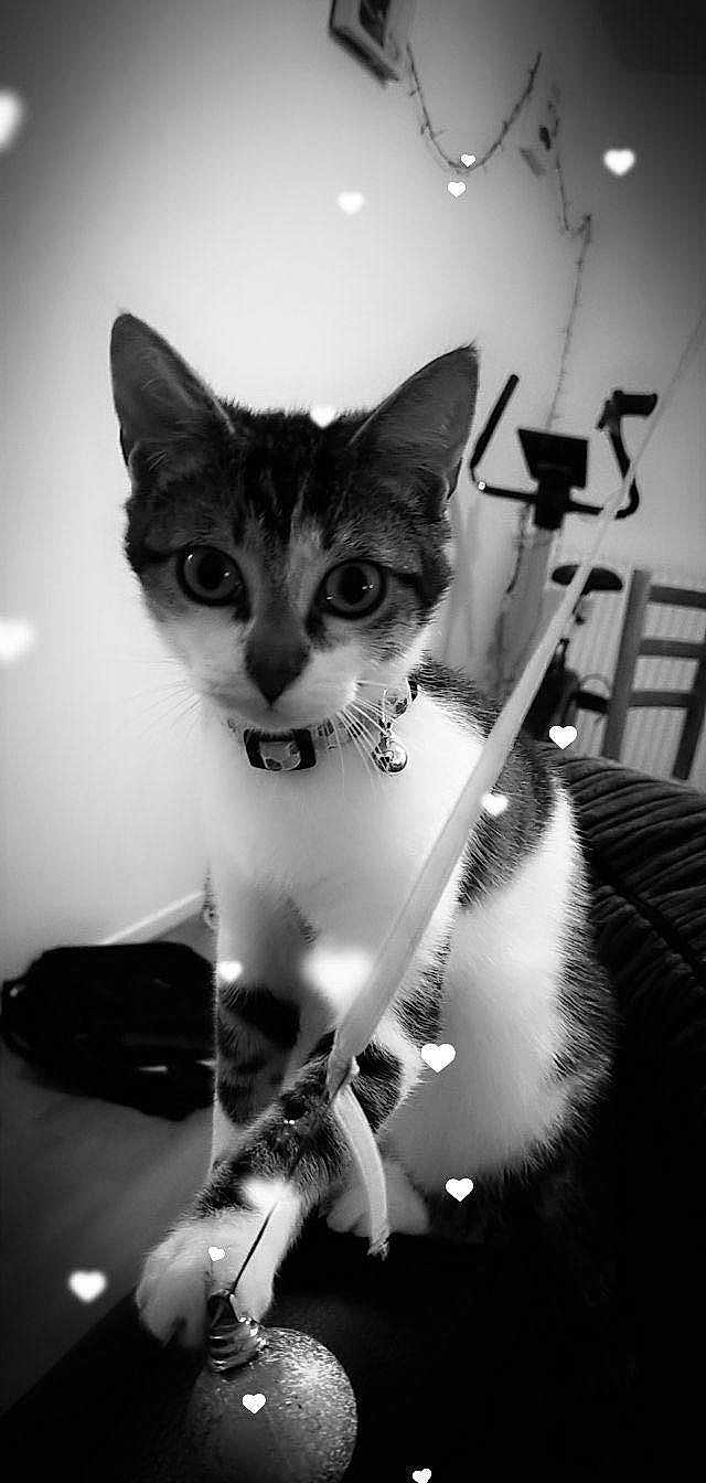 Shannell a rejoint le concours — aidez-le/la à gagner de superbes lots ! black_and_white, cat, chair, close_up, collar, couch, curious, domestic_animal, exercise_bike, feline, floor, heart_overlay, home, indoor, indoor_lighting, pet, playful, string, toy, whiskers