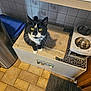 Panda is registered to the contest to win money with this photo: cat, black_and_white, yellow_eyes, pet_bowls, mat, cabinet, kitchen, tile_wall, floor, curious, indoor, animal, feline, whiskers, collar, domestic, looking_up, tile_floor, trash_can, home