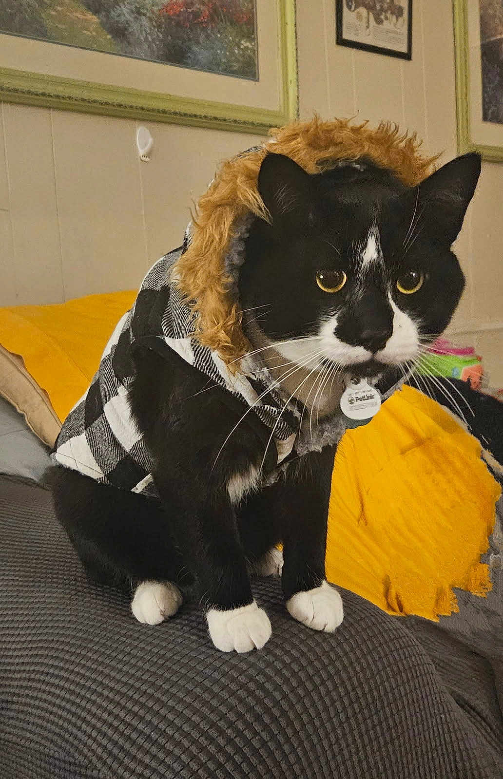 Panda joined the competition — help win amazing prizes! cat, tuxedo_cat, pet_clothing, jacket, fur_hood, indoor, couch, blanket, yellow_blanket, wall_art, framed_picture, black_and_white, whiskers, paws, furniture, cozy, pet_tag, domestic_animal, home, curious
