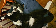 Panda is registered to the contest to win money with this photo: cat, black_and_white, lying_down, upside_down, paws, cushion, indoor, wooden_chair, floor, tile_floor, relaxed, pet, fur, whiskers, sleepy, playful, domestic_cat, resting, cozy, cute