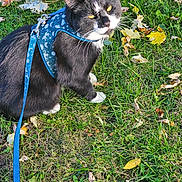 Panda is registered to the contest to win money with this photo: cat, black_and_white, harness, leash, grass, autumn, leaves, outdoor, pet, animal, nature, feline, sitting, curious, daylight, closeup, whiskers, ears, eyes, collar