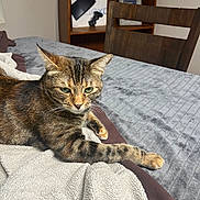 Mary Jane is registered to the contest to win money with this photo: animal, bed, blanket, box, brown, cat, chair, cozy, fur, furniture, gray, indoor, paws, pet, playstation, relaxed, shelf, stretching, tabby, whiskers