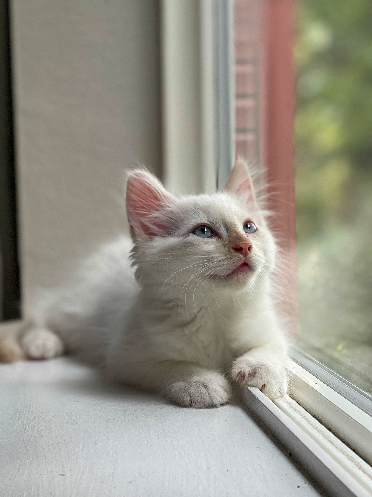 Lorenzo joined the competition — help win amazing prizes! carnivore, cat, claw, domestic_short_haired_cat, eye, fawn, felidae, fixture, flooring, foot, fur, paw, sitting, small_to_medium_sized_cats, snout, tail, terrestrial_animal, whiskers, window, wood