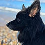 dog, black_dog, side_profile, beach, pebbles, ocean, sky, clouds, outdoor, nature, animal, pet, fur, ears, portrait, calm, serene, daylight, water, landscape