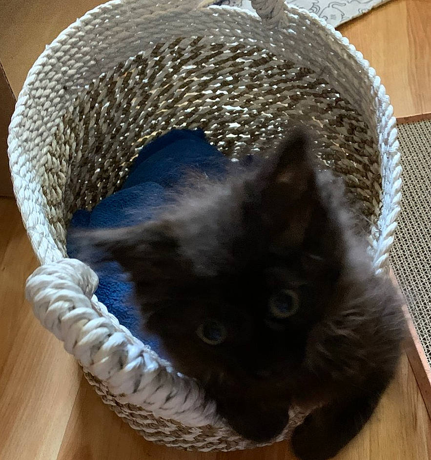 Cruella is registered to the contest to win money with this photo: bag, basket, carnivore, cat, cat_bed, cat_supply, comfort, domestic_short_haired_cat, fashion_accessory, fawn, felidae, fur, hardwood, luggage_and_bags, pet_supply, small_to_medium_sized_cats, snout, tail, whiskers, wood