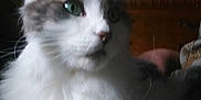 Simba is registered to the contest to win money with this photo: animal, cat, closeup, companion, cozy, curious, dim_light, domestic, fluffy, fur, furniture, gray, green_eyes, indoor, pet, portrait, relaxed, soft_focus, whiskers, white