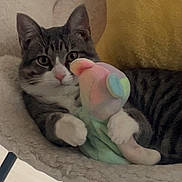 Dale Cooper joined the competition — help win amazing prizes! cat, tabby, stuffed_toy, plush, chair, cozy, indoor, pet, cute, relaxed, animal, feline, soft, cuddly, toy, comfort, fur, whiskers, paws, resting