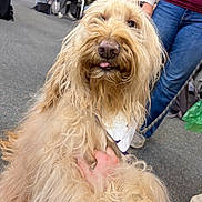 Sandy joined the competition — help win amazing prizes! dog, golden_doodle, fluffy, pet, hand, indoor, people, chess, game, carpet, casual_clothing, leash, white_bandana, background, seated, table, social, cute, animal, friendly