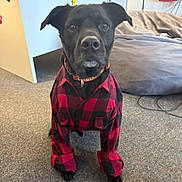 Murphy W is registered to the contest to win money with this photo: dog, black_dog, pet, indoor, carpet, shirt, red_and_black, checkered_shirt, collar, beanbag, desk, floor, furniture, animal, canine, sitting, looking_at_camera, ears, paws, cute