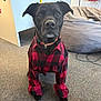 dog, black_dog, pet, indoor, carpet, shirt, red_and_black, checkered_shirt, collar, beanbag, desk, floor, furniture, animal, canine, sitting, looking_at_camera, ears, paws, cute