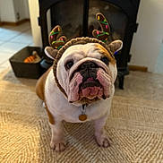 Hank joined the competition — help win amazing prizes! bulldog, dog, pet, reindeer_ears, costume, indoor, carpet, fireplace, decor, animal, cute, brown, white, face, looking, collar, tag, floor, home, holiday