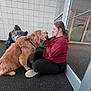 Hazel is registered to the contest to win money with this photo: dog, golden_retriever, person, indoor, carpet, glass_door, wall, casual_clothing, sitting, interaction, pet, leisure, human_dog_bond, brown_hair, black_pants, red_hoodie, glasses, backpack, floor, reflection
