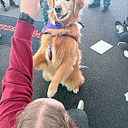 Hazel is registered to the contest to win money with this photo: golden_retriever, dog, pet, animal, puppy, harness, purple, person, hand, sitting, indoor, floor, black_floor, people, clothing, casual, interaction, training, happy, friendly