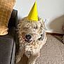 dog, party_hat, carpet, couch, pillow, indoor, pet, curly_fur, beige, brown, living_room, celebration, cute, animal, happy, fun, smiling, domestic_animal, furry, canine