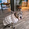 Tya participe au concours pour gagner de l'argent avec cette photo : brown, decor, dog, ears, eyes, furniture, gray, home, indoor, light, modern_interior, patterned_clothing, plant, pot, room, seated, snout, sweater, tail, wood_floor