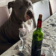 Tya a rejoint le concours — aidez-le/la à gagner de superbes lots ! animal, brown_dog, chair, cork, dog, domestic, furniture, glass, home, indoor, leaf_pattern, looking, pet, seated, still_life, table, tablecloth, waiting, wine_bottle, wine_glass