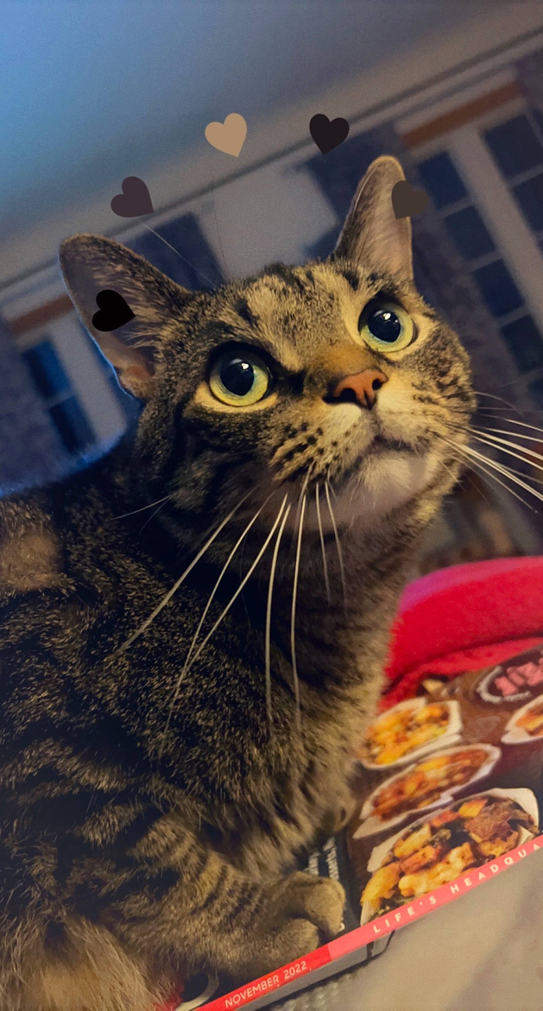 Fox joined the competition — help win amazing prizes! box, carnivore, cat, cat_supply, domestic_short_haired_cat, felidae, fur, paw, plate, small_to_medium_sized_cats, snout, tableware, terrestrial_animal, whiskers