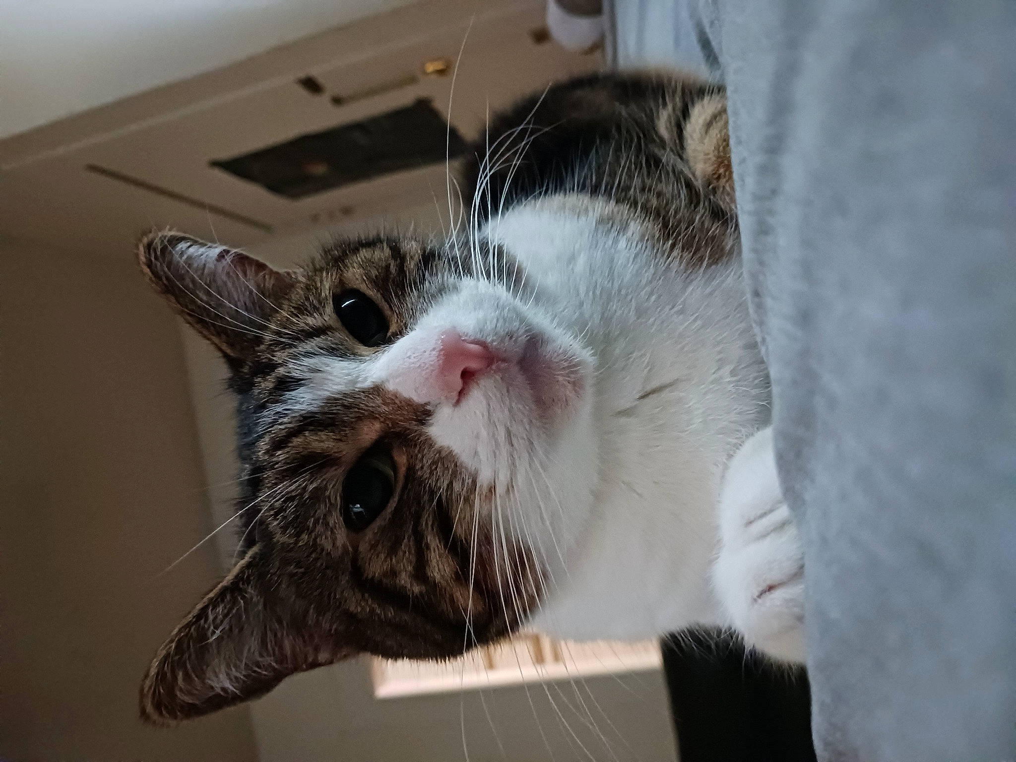 Freedom joined the competition — help win amazing prizes! carnivore, cat, claw, comfort, domestic_short_haired_cat, ear, felidae, fur, paw, sink, small_to_medium_sized_cats, whiskers