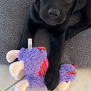 Shadow participe au concours pour gagner de l'argent avec cette photo : puppy, black_dog, dog, toy, stuffed_animal, llama_toy, floor, tile, blanket, paw, pet, cute, animal, indoor, young_dog, looking_up, soft_texture, playful, companion, adorable