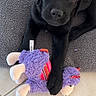 puppy, black_dog, dog, toy, stuffed_animal, llama_toy, floor, tile, blanket, paw, pet, cute, animal, indoor, young_dog, looking_up, soft_texture, playful, companion, adorable