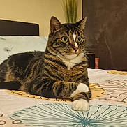 Rio participe au concours pour gagner de l'argent avec cette photo : animal, bed, bedding, cat, cute, decor, domestic, ears, eyes, feline, fur, home, indoor, paws, pet, picture_frame, resting, shelf, tabby, whiskers