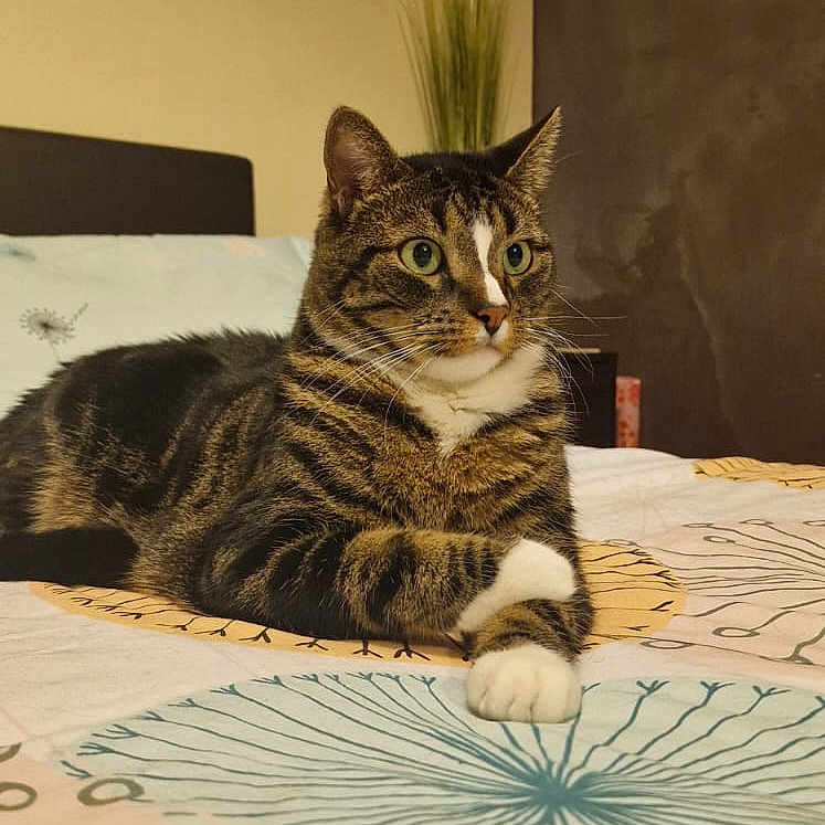 Rio participe au concours pour gagner de l'argent avec cette photo : animal, bed, bedding, cat, cute, decor, domestic, ears, eyes, feline, fur, home, indoor, paws, pet, picture_frame, resting, shelf, tabby, whiskers