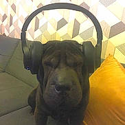 Indy participe au concours pour gagner de l'argent avec cette photo : audio_accessory, black_dog, close_up, comfort, couch, cute, decor, dog, domestic_animal, furniture, geometric_wallpaper, headphones, home, indoor, living_room, pet, relaxed, seated, wrinkly_skin, yellow_pillow