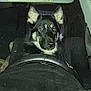 Mia Mae is registered to the contest to win money with this photo: dog, animal, car_interior, steering_wheel, black, tan, pet, vehicle, seat, dashboard, night, window, ears, fur, face, alert, sitting, canine, transportation, inside