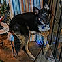 Mia Mae is registered to the contest to win money with this photo: animal, black, chair, collar, cozy, curious, dog, furniture, german_shepherd, indoor, lantern, looking, metal, paw, pet, plant, porch, relaxed, striped_fabric, tan