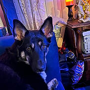Mia Mae joined the competition — help win amazing prizes! dog, german_shepherd, couch, indoor, pet, animal, furniture, curious, looking_at_camera, candle, statues, decor, wooden_table, blue_couch, relaxed, household, domestic, ears_up, paw, resting