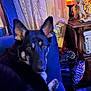 dog, german_shepherd, couch, indoor, pet, animal, furniture, curious, looking_at_camera, candle, statues, decor, wooden_table, blue_couch, relaxed, household, domestic, ears_up, paw, resting