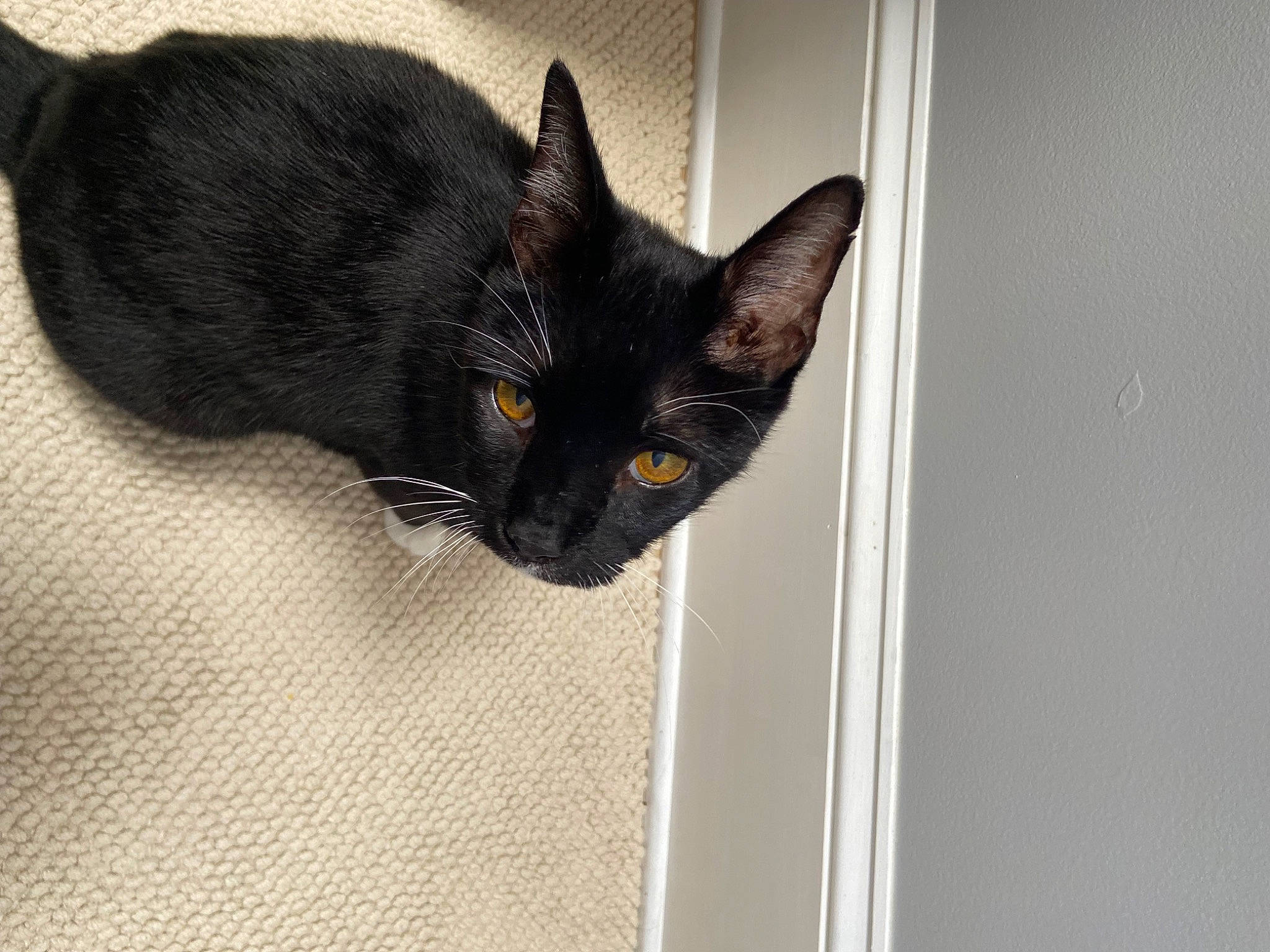 Landon is registered to the contest to win money with this photo: black_cat, carnivore, cat, comfort, domestic_short_haired_cat, ear, eye, felidae, fur, grey, leg, small_to_medium_sized_cats, snout, tail, whiskers, window, wood