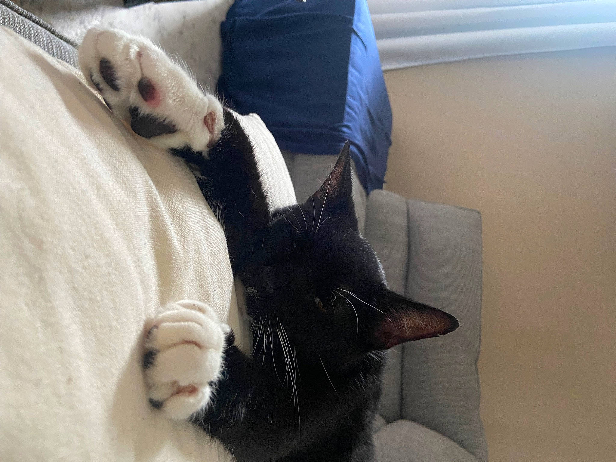 Landon joined the competition — help win amazing prizes! carnivore, cat, cat_bed, cat_supply, chair, comfort, companion_dog, couch, domestic_short_haired_cat, eye, felidae, fur, human_leg, linens, mammal, room, small_to_medium_sized_cats, tail, vertebrate, whiskers