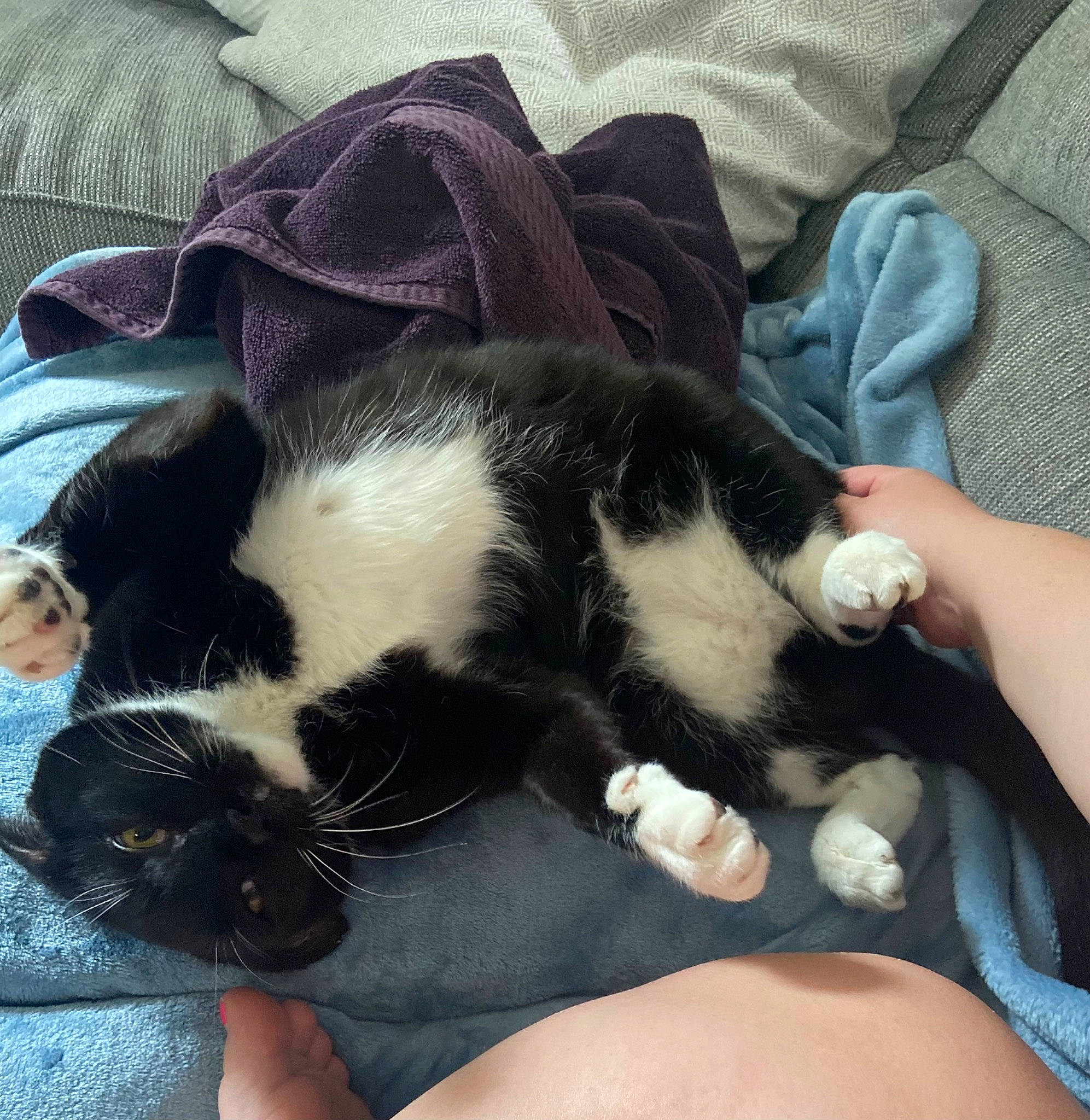 Landon is registered to the contest to win money with this photo: carnivore, cat, claw, comfort, companion_dog, dog_breed, domestic_short_haired_cat, eye, felidae, foot, fur, human_leg, lap, nail, nap, paw, small_to_medium_sized_cats, snout, tail, whiskers