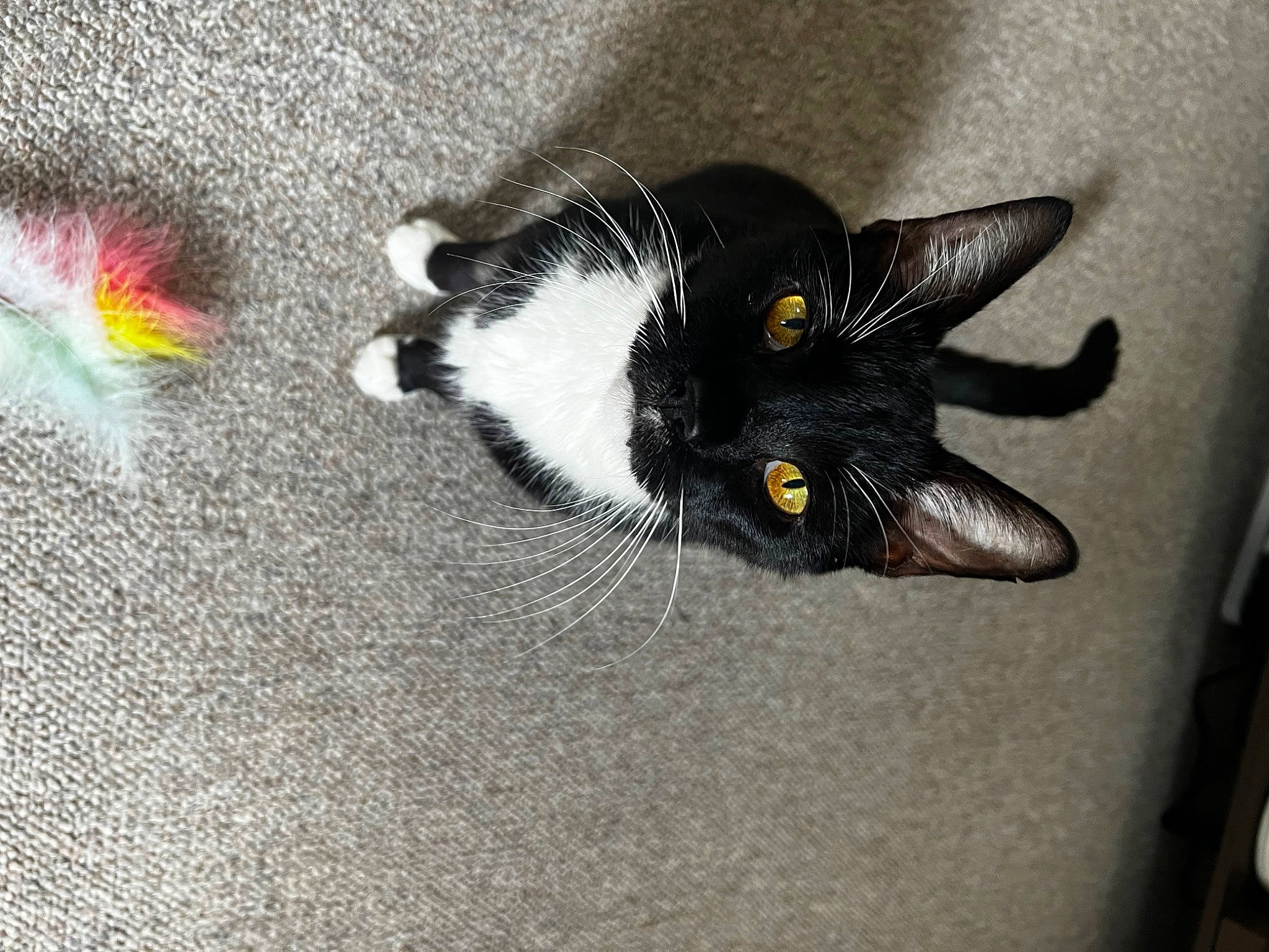 Landon is registered to the contest to win money with this photo: asphalt, carnivore, cat, claw, comfort, domestic_short_haired_cat, felidae, flooring, fur, grey, paw, road_surface, small_to_medium_sized_cats, snout, tail, whiskers