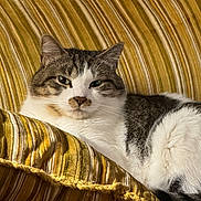 Rowdy is registered to the contest to win money with this photo: cat, gray_cat, white_cat, pet, animal, feline, portrait, closeup, lounging, relaxed, indoor, cushion, pillow, striped_fabric, golden, fur, whiskers, ears, eyes, cozy